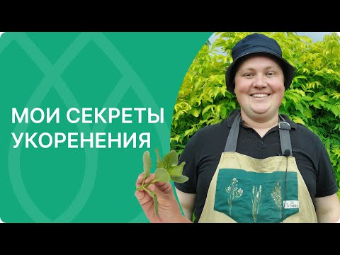 Видео: Бюджетный способ укоренения гортензий, клематисов и других растений! Приживаемость гарантирована