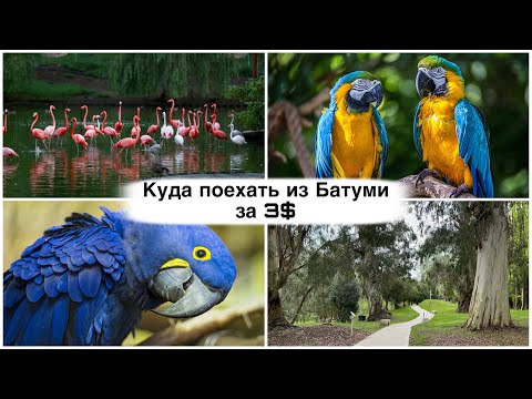 Видео: Батуми. Куда поехать за 3$ и получить кучу эмоций. Дендрологический парк Шекветили. Грузия.