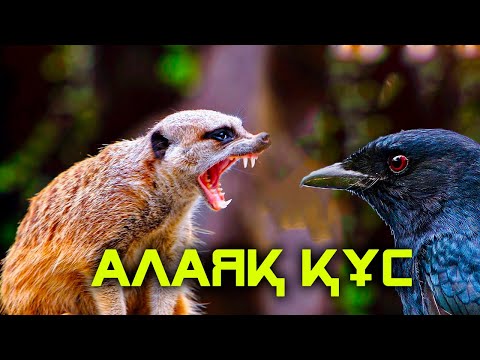 Видео: ЖАНУАРЛАРДЫҢ СІЗ БІЛМЕГЕН ҚЫЗЫҚТЫ ӘРЕКЕТТЕРІ 3