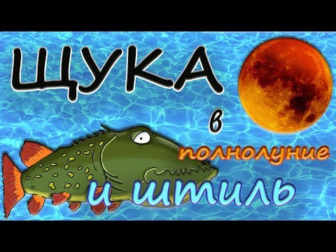 Видео: Щука в полнолуние и штиль .