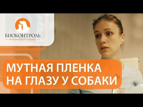 Видео: 👀  Катаракта у собак: признаки и способы решения проблемы. Катаракта у собак. Биоконтроль. 12+