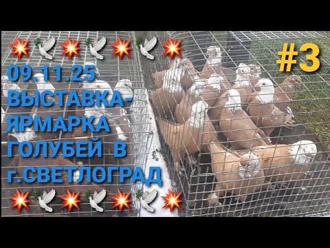 Видео: 💥🕊💥 09.11.25 Птичий рынок в г.Светлоград. Выставка-ярмарка голубей. Часть 3. Pigeon Fair Bird Market