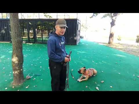 Видео: Питбуль и ам. стаф. Зоо агрессия и коррекция поведения.
