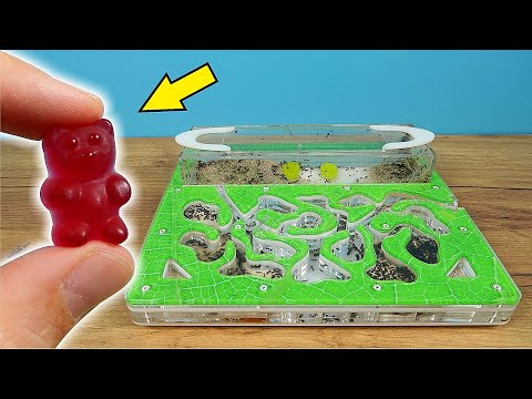 Видео: Что если бросить муравьям  на сьедение Желейного мишку?