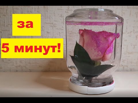 Видео: Как сохранить цветы живыми на несколько месяцев. Самый простой способ консервации цветов в банке