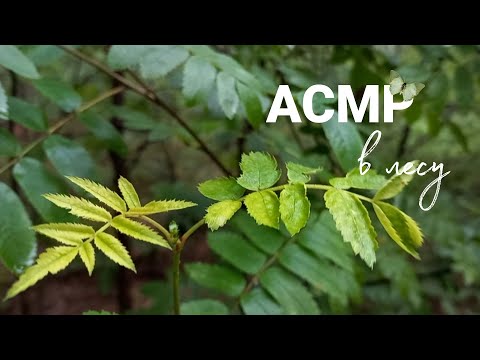 Видео: Асмр|Прогулка по лесу🍀шёпот😴постукивания по экрану