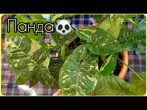 Видео: Неторопливый, но прекрасный СИНГОНИУМ Панда🌱Размножение🌸Укоренение🌱Формирование🌸Грунт🌱Полив🌸Уход🌱