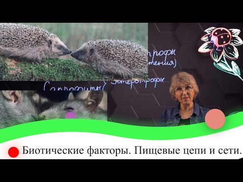 Видео: Биотические факторы. Пищевые цепи и сети. 7 класс.