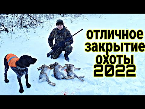 Видео: ОХОТА НА ЗАЙЦА 2022. ЗАЙЦЫ БЕЖАЛИ ПОД НОГИ. Лучшее мое закрытие охоты на зайца.