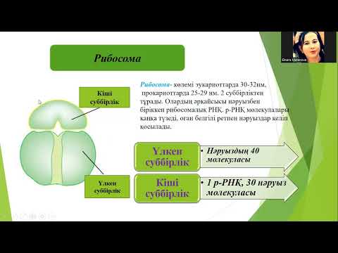 Видео: Цитоплазманың бір мембраналы, мембранасыз органоидтері