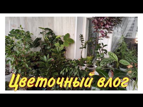 Видео: 🌷🪻🌷Цветочный влог - цветы после лета, обзор моих цветов и новые цветочки 🍀💚🍀