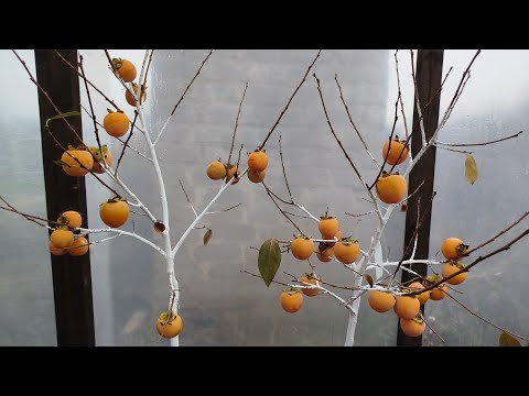 Видео: Крупноплодная хурма в контейнерах.