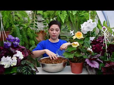 Видео: Клубневые бегонии зимой