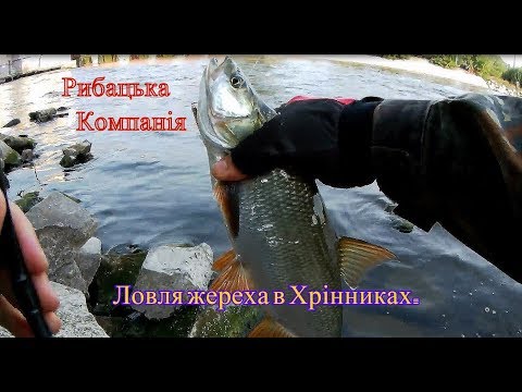 Видео: Ловля жереха в Хрінниках. Білого хижака там дуже багато!