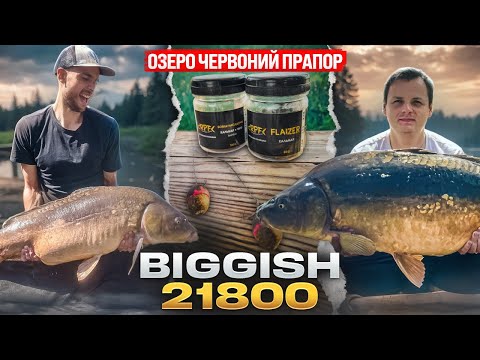Видео: Як упіймати коропа, про якого всі мріють?Сил нема тягати! Трофейний короп атакує!