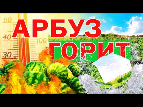 Видео: Арбуз горит 🍉🔥☀️ 16 08 21