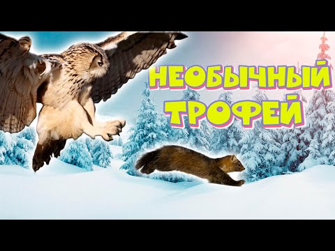 Видео: Охота на Соболя | Капканы: Необычный Трофей в Капкане