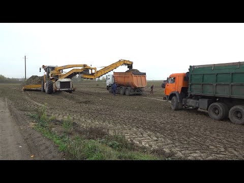 Видео: Сельское хозяйство. В разгаре уборка сахарной свёклы