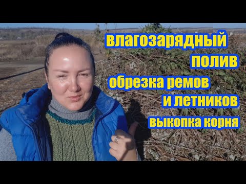 Видео: Последние перед зимой работы в саду: влагозарядный полив, обрезка, рассыпание мульчи, выкопка корня