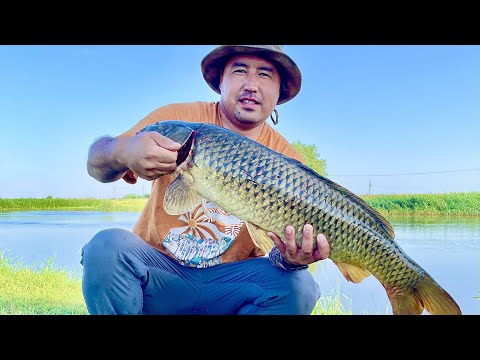 Видео: БЕШЕНЫЙ КЛЕВ САЗАНА 2024!!!