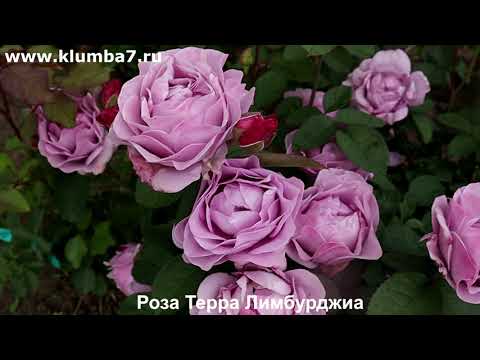 Видео: Розы-новинки, которые покорили мое сердце. Обильное цветение на молодых кустах