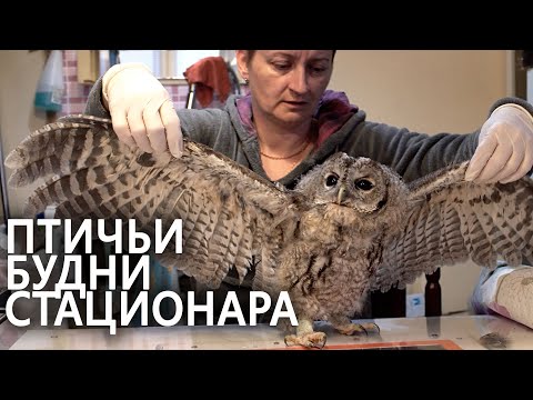 Видео: Птичьи будни стационара "Сирин" (2 мая '22)