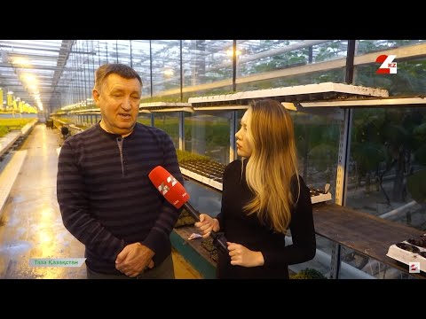Видео: Степногорск: кто занимается реанимацией экологии? | Таза Қазақстан