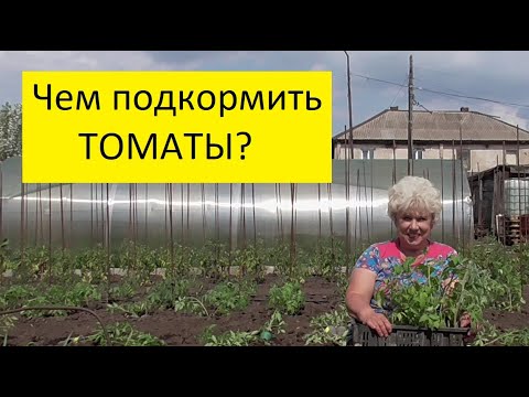 Видео: Подкормки томатов в открытом грунте. С чего начать? Ольга Чернова.