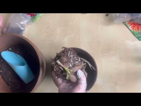 Видео: Георгины из Фикспрайс 🌺 Посадка в горшки