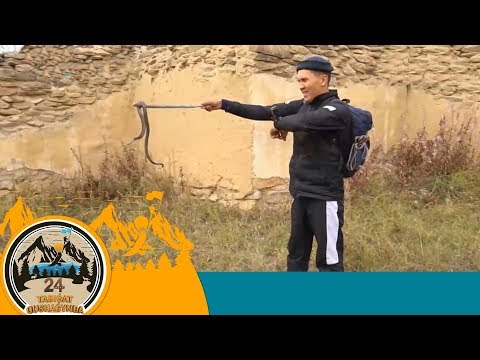 Видео: 24 SAǴAT TABIǴAT QUSHAǴYNDA (24 сағат табиғат құшағында). 8-бағдарлама