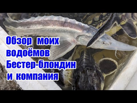 Видео: Обзор моих прудов Бестер - блондин и компания