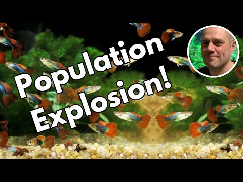 Видео: Как контролировать популяцию гуппи — 9 советов, что делать, если мальков гуппи слишком много!
