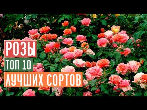 Видео: ТОП 10 ЛУЧШИХ СОРТОВ РОЗ - ЦВЕТУТ ВСЕ ЛЕТО И УСТОЙЧИВЫ К БОЛЕЗНЯМ/ Садовый гид