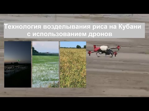 Видео: Технология возделывания риса на Кубани с использованием дронов