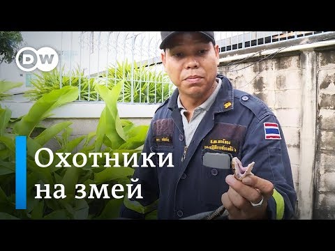 Видео: Опасный Таиланд, или Охотники на змей в Бангкоке