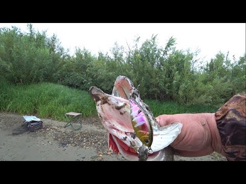 Видео: Щука на спиннинг с берега на реке Обь
