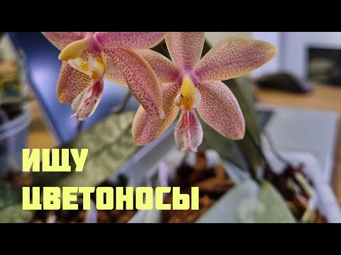 Видео: Прогулка по подоконнику в поисках цветоносов😁