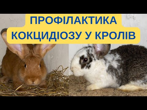 Видео: ПРОВОДЖУ ПРОФІЛАКТИКУ КОКЦИДІОЗУ У КРОЛІВ @kyruvgaragi