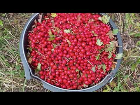 Видео: За боярышником погнал!! Но маловато набрал)))