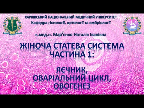 Видео: Жіноча статева система, частина 1: яєчник, оваріальний цикл, овогенез. Гістологія