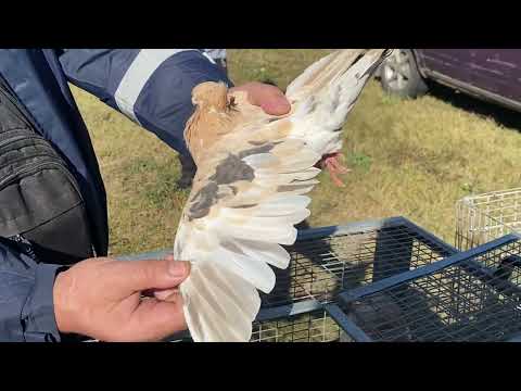 Видео: 20.09.2025.  Полтава, с. Мачухи.  Ярмарок голубів, кроликів, папуг, курей, качок, гусей