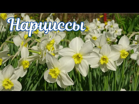 Видео: Цветение Нарциссов /  The Flowering of Narcissus