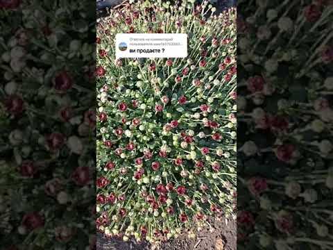 Видео: Замовлення хризантемамультифлора #flowers #gardening #flowers #продаж