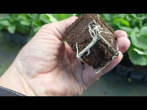 Видео: 19 июля 2025 г.