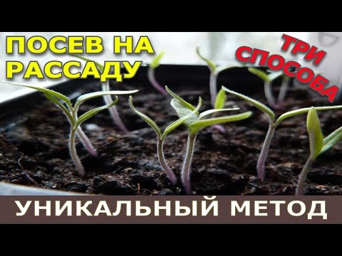 Видео: Посев томатов на рассаду. ТРИ СПОСОБА