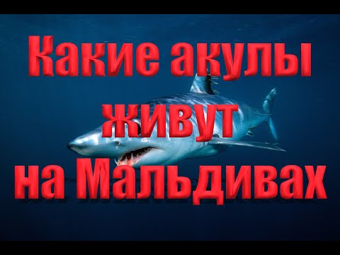 Видео: Какие акулы живут на Мальдивах. #акулы #мальдивы #shark #scubadiving #дайвинг #подводныймир