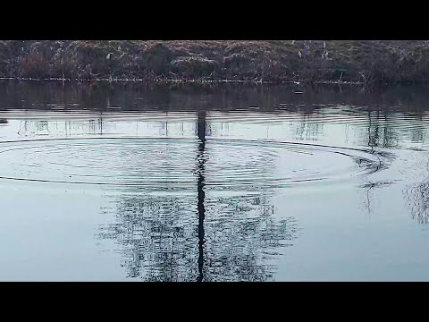 Видео: Поплавок ТОНУВ раз-за-разом,коли я Одягав пучок Опариша:Велетенська Верховодка на Опариша
