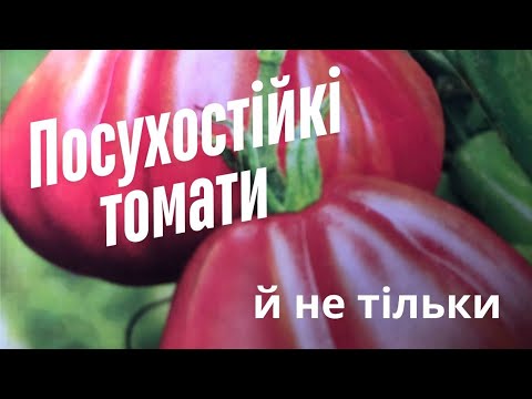 Видео: Посухостійкі томати й не тільки