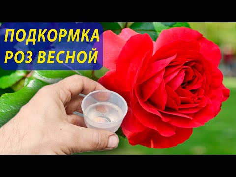 Видео: Розы будут цвести все лето после весенней подкормки этими двумя компонентами! Розы уход и подкормка.