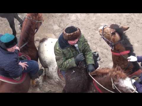 Видео: Баймурат аганын бата алу кокпары  Шубарсу 20 12 2017 Ч1